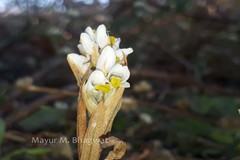 Zeuxine strateumatica